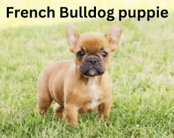 🐶 French Bulldog Puppies: The Ultimate Guide to Their Care, Personality, and Charm