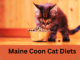 Maine Coon Cat Nutrition | The Definitive Guide for a Healthy and Content Feline