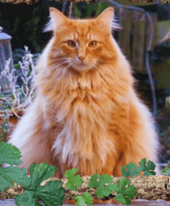 Top Maine Coon Cat Types: Colors, Patterns & Unique Traits Explained"