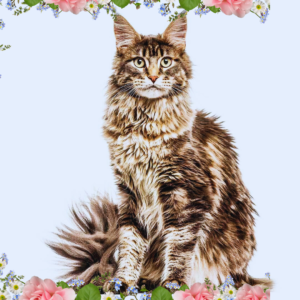 The Maine Coon Cat|The Noble Gentle Giant of the Feline Realm.