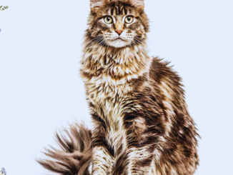 "Top Maine Coon Cat Types: Colors, Patterns & Unique Traits Explained"