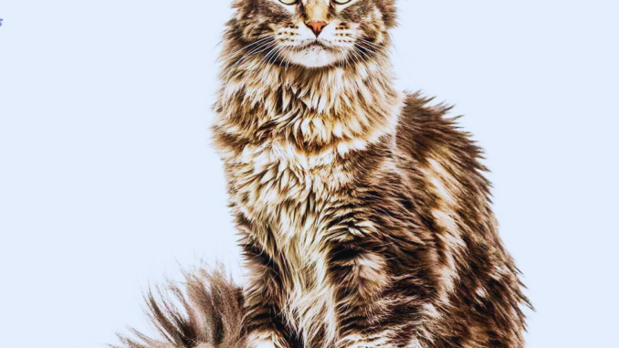 "Top Maine Coon Cat Types: Colors, Patterns & Unique Traits Explained"