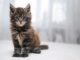 Maine Coon Cat Puppies: The Ultimate Guide to These Gentle Giants