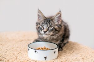 Maine Coon Kittens | The Essential Dietary Guide for Optimal Growth