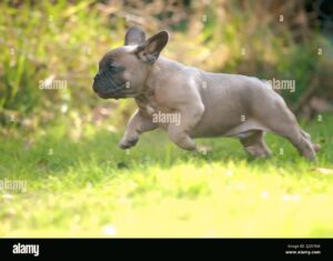 French Bulldog Puppy Health: Tips for a Happy, Healthy Pup