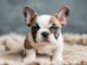 French Bulldog Puppy Health: Tips for a Happy, Healthy Pup