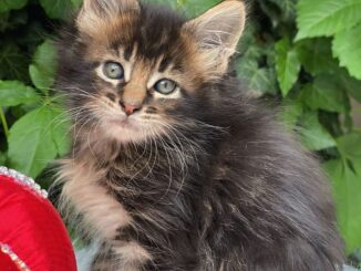 Maine Coon Kittens: An In-Depth Guide to Their Health and Care