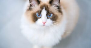 Ragdoll Cats Health Concerns: An In-Depth Overview 🐱💙