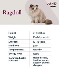 Ragdoll Cats Health Concerns: An In-Depth Overview 🐱💙