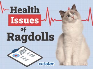 Ragdoll Cats Health Concerns: An In-Depth Overview 🐱💙