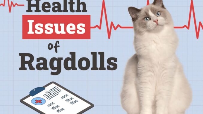 Ragdoll Cats Health Concerns: An In-Depth Overview 🐱💙