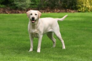 The Comprehensive Handbook on Labrador Retrievers