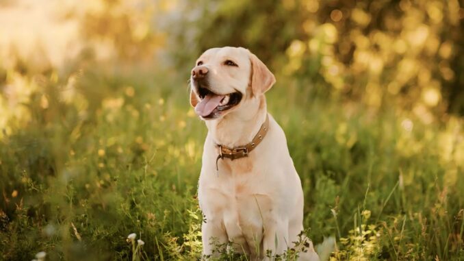 The Comprehensive Handbook on Labrador Retrievers