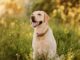 The Comprehensive Handbook on Labrador Retrievers