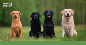 The Comprehensive Handbook on Labrador Retrievers