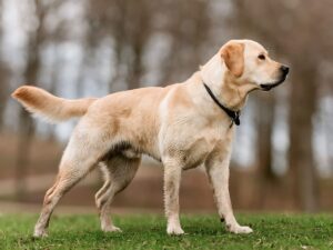 The Comprehensive Handbook on Labrador Retrievers