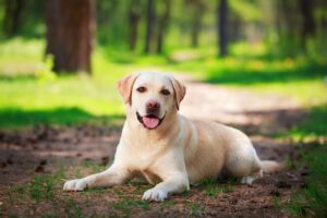 The Comprehensive Handbook on Labrador Retrievers