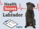 Labrador Health Concerns: Essential Information for Every Owner.