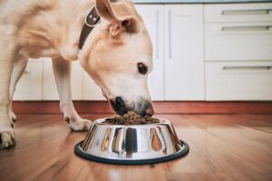 "Best Labrador Diet Guide: Nutrition Tips for a Healthy, Happy Lab" 