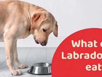 "Best Labrador Diet Guide: Nutrition Tips for a Healthy, Happy Lab" 