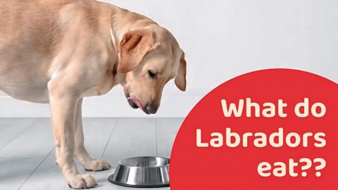 "Best Labrador Diet Guide: Nutrition Tips for a Healthy, Happy Lab" 