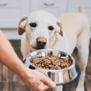 "Best Labrador Diet Guide: Nutrition Tips for a Healthy, Happy Lab" 