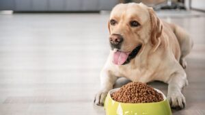 "Best Labrador Diet Guide: Nutrition Tips for a Healthy, Happy Lab" 