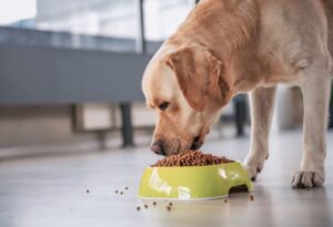 "Best Labrador Diet Guide: Nutrition Tips for a Healthy, Happy Lab" 