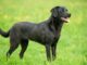 Black Labrador Retrievers: A Comprehensive Overview