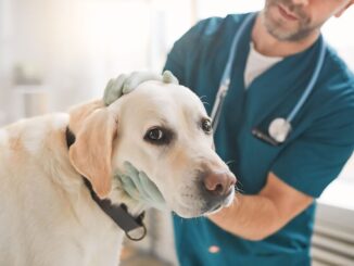 Labrador Retriever Widespread Sicknesses: A Full Info 🐶🩺