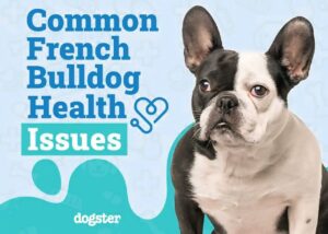 French Bulldog Widespread Illnesses: Signs, Remedy & Prevention