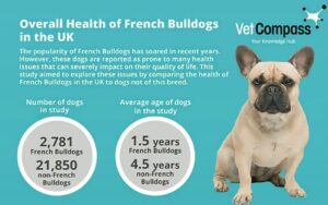 French Bulldog Widespread Illnesses: Signs, Remedy & Prevention