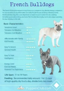 French Bulldog Widespread Illnesses: Signs, Remedy & Prevention