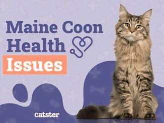 Frequent Illnesses in Maine Coon Cats: What Homeowners Ought to Know