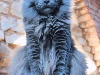 The Blue Maine Coon Cat: A Majestic Feline With a Mystical Hue