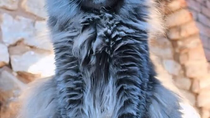 The Blue Maine Coon Cat: A Majestic Feline With a Mystical Hue