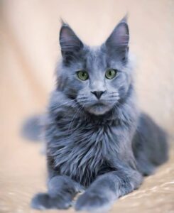 The Blue Maine Coon Cat: A Majestic Feline With a Mystical Hue