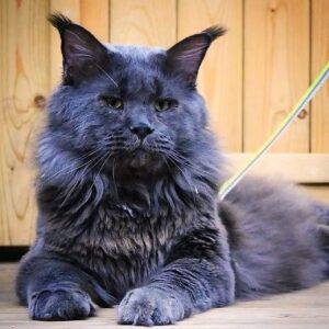 The Blue Maine Coon Cat: A Majestic Feline With a Mystical Hue