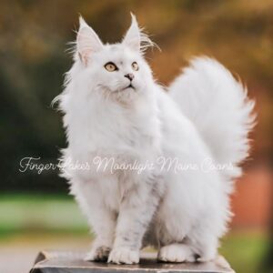 Top Maine Coon Cat Types: Colors, Patterns & Unique Traits Explained"