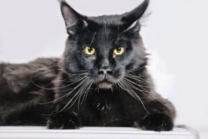 Top Maine Coon Cat Types: Colors, Patterns & Unique Traits Explained"