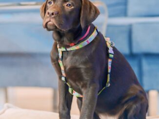 The Final Information to Labrador Canine Varieties: 