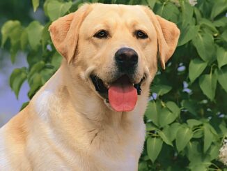 Labrador Dog Names for Male: A Distinctive Information 🐕💚