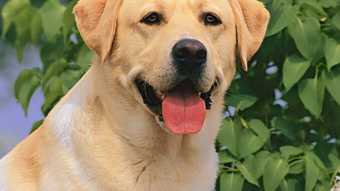 Labrador Dog Names for Male: A Distinctive Information 🐕💚