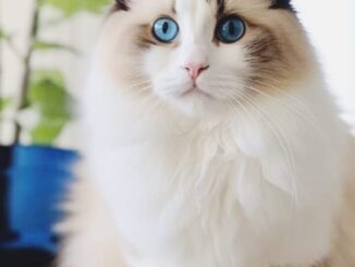 Top 5 Ragdoll Cats: Meet the Most Lovely & Loving Companions