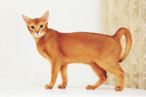 Abyssinian Cat: The Wild-Wanting Feline with a Playful Coronary heart