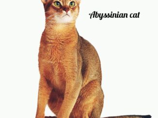 Abyssinian Cat: The Wild-Wanting Feline with a Playful Coronary heart