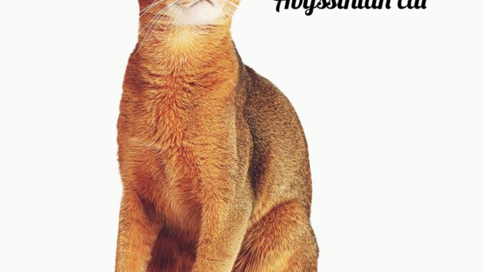 Abyssinian Cat: The Wild-Wanting Feline with a Playful Coronary heart