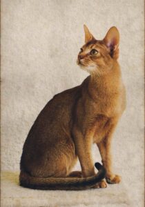 Abyssinian Cat: The Wild-Wanting Feline with a Playful Coronary heart