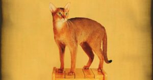 Abyssinian Cat: The Wild-Wanting Feline with a Playful Coronary heart