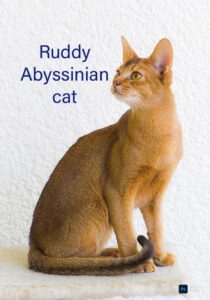 Abyssinian Cats: Sorts, Traits, and Care Information